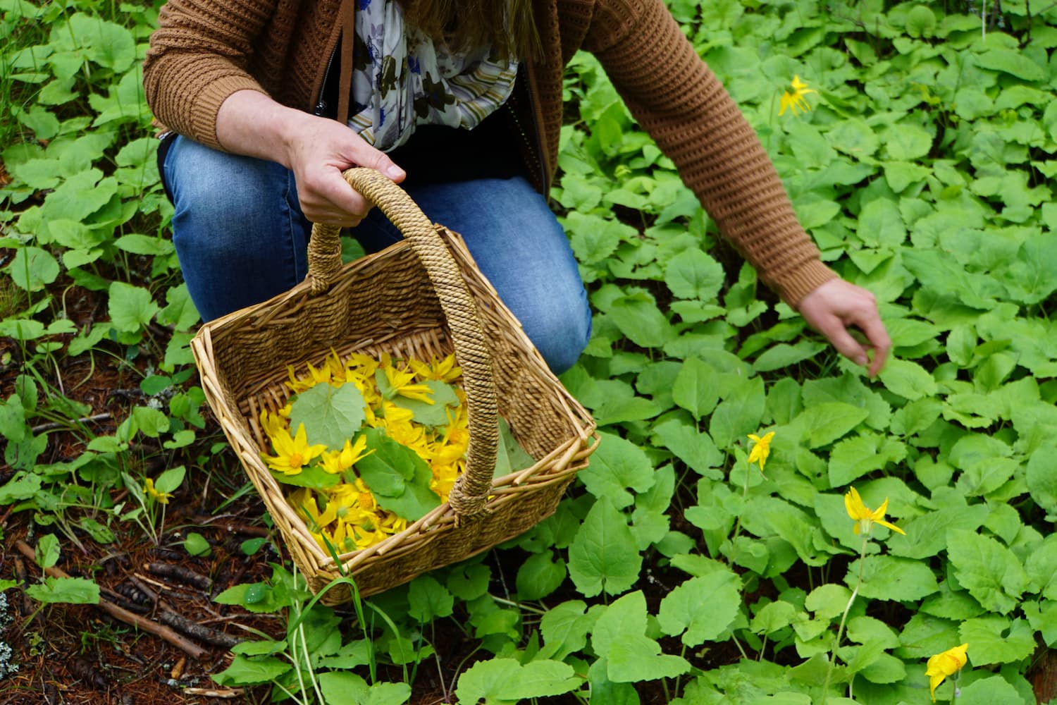 Botanicals: From Whole Plant to Healthy Product