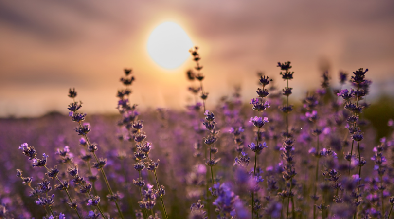 Meet the Ingredients: English Lavender