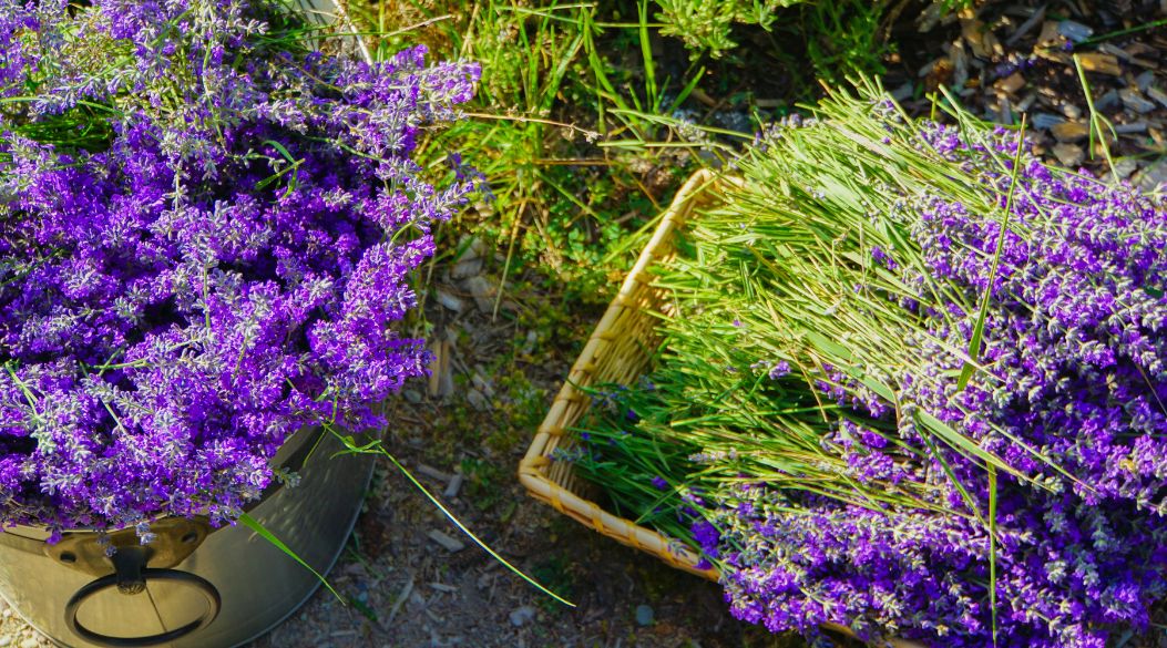 Lavender Workshop!