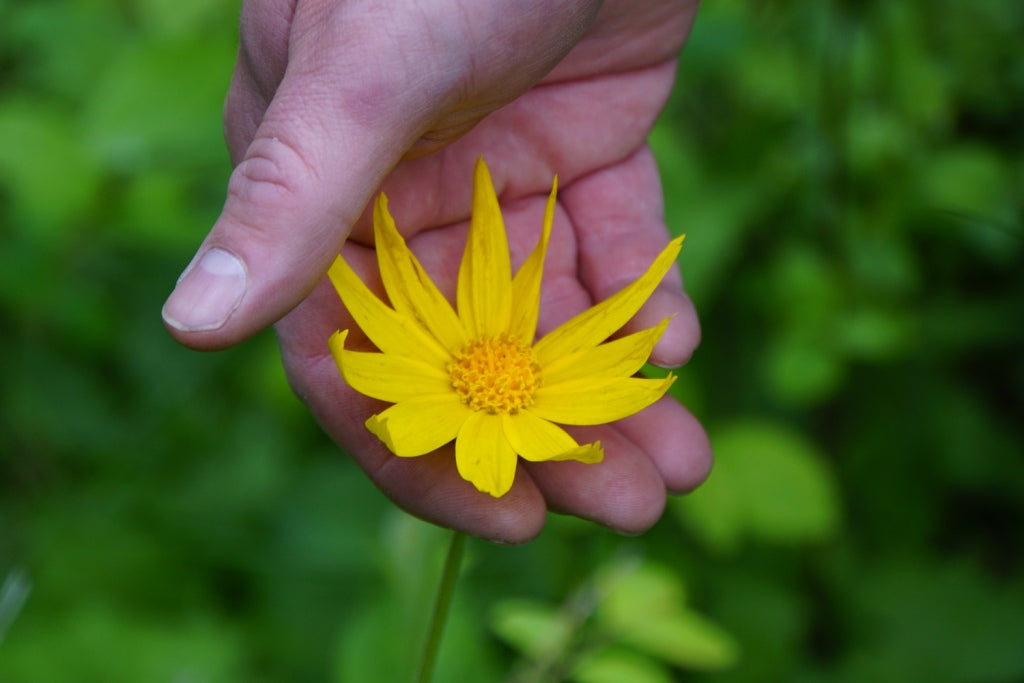 The Magic that is Arnica!
