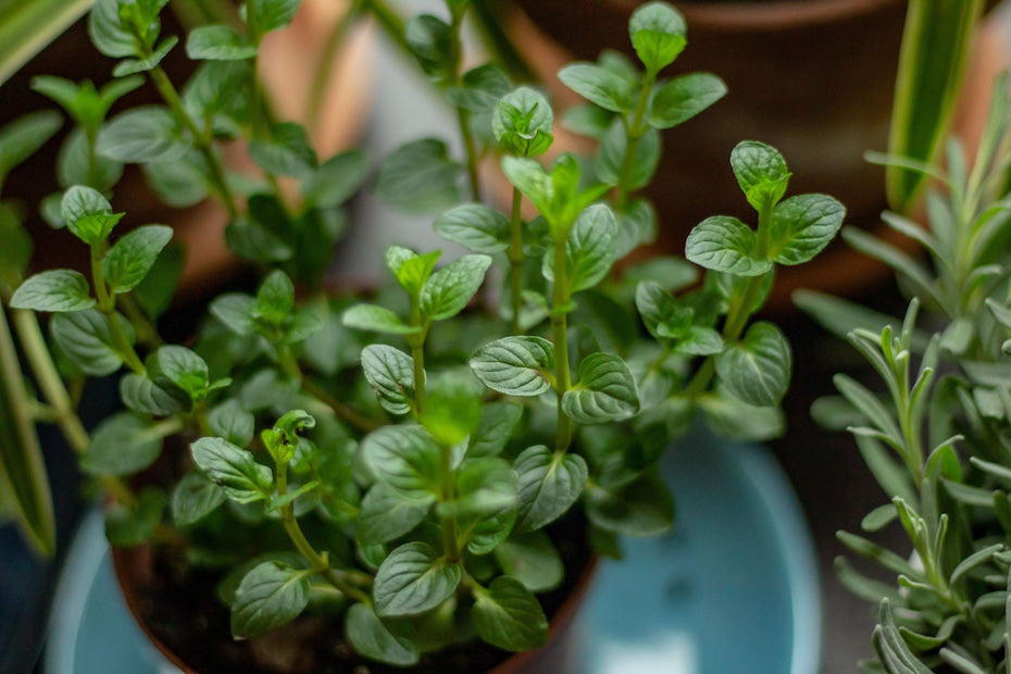 Meet the Ingredients: Peppermint Essential Oil
