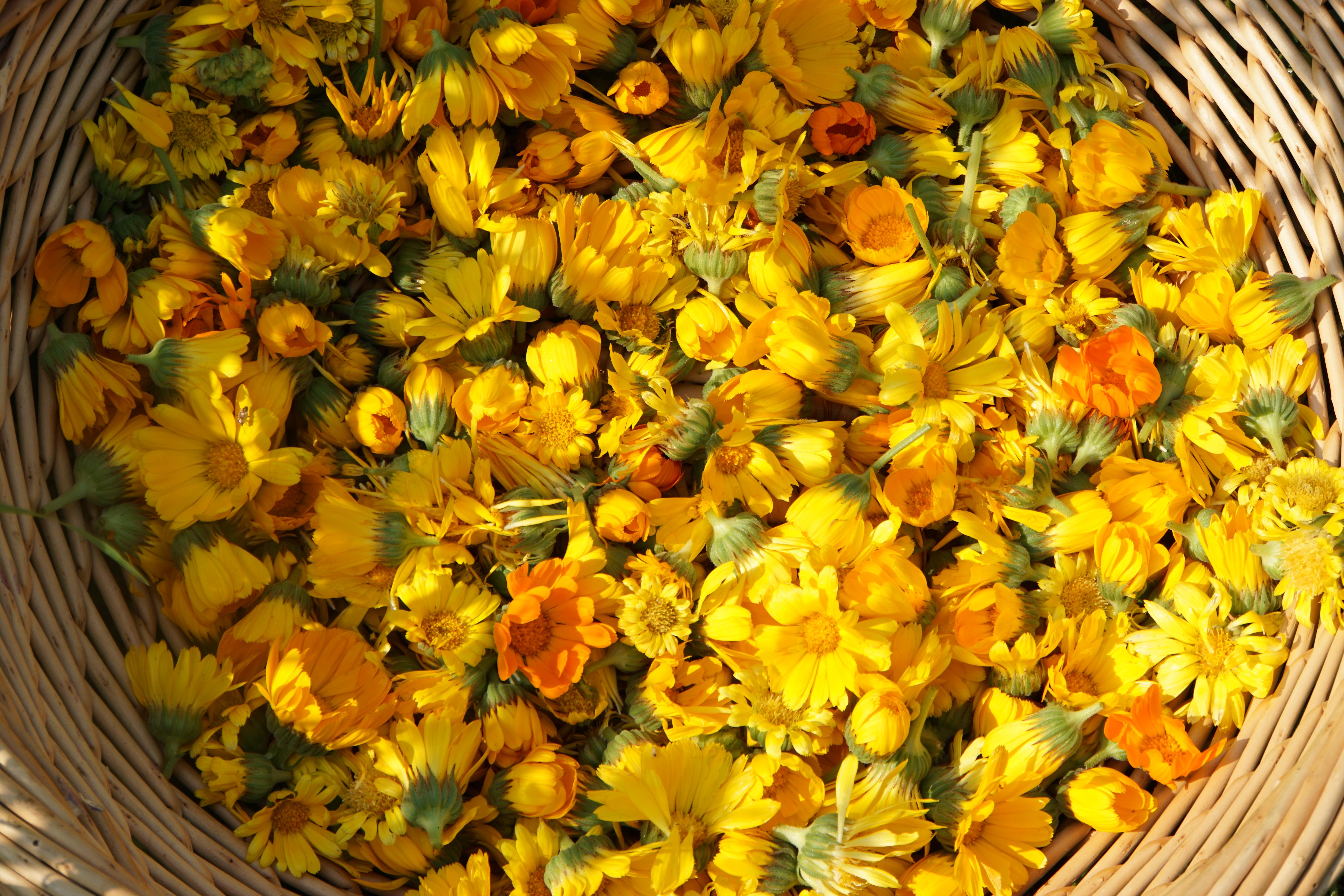 Meet the Ingredient: Calendula
