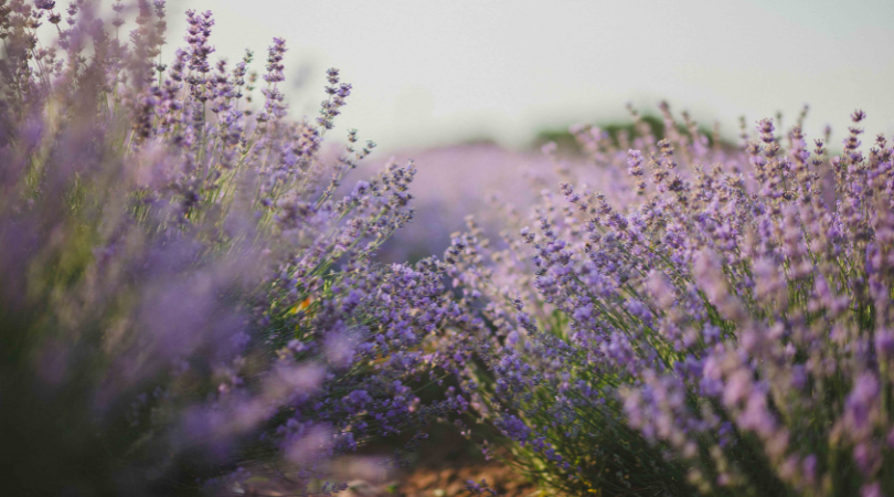 Get to Know Lavender—History’s Favorite Botanical!
