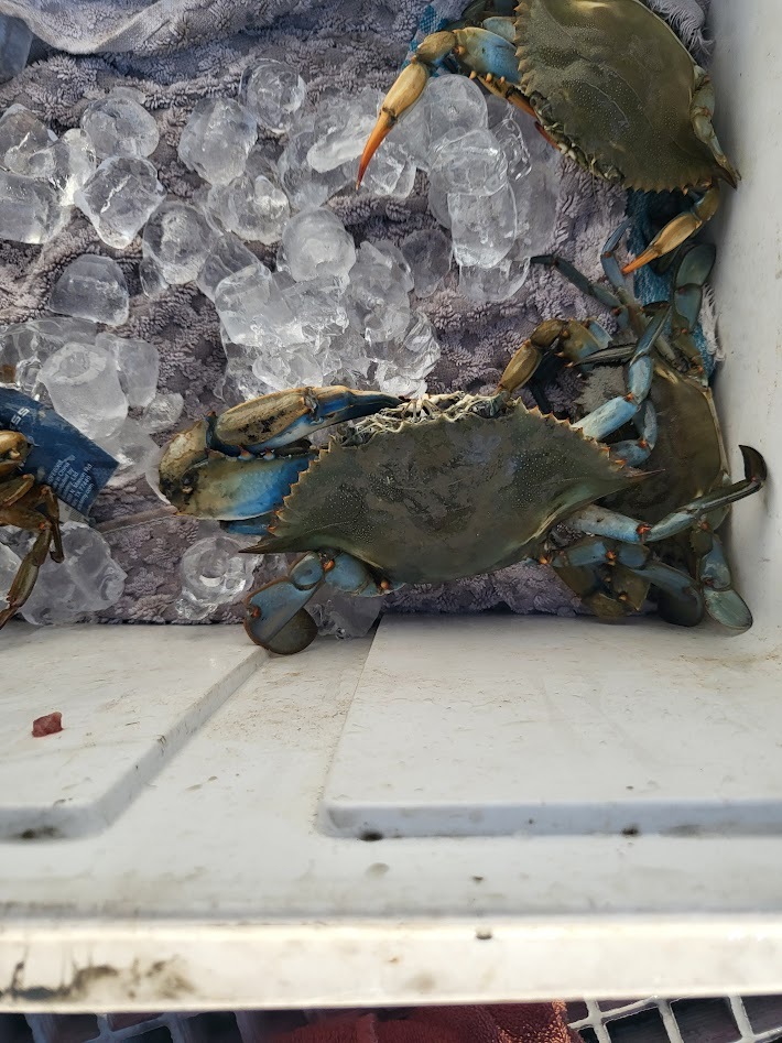 Lousiana Blue Crabs
