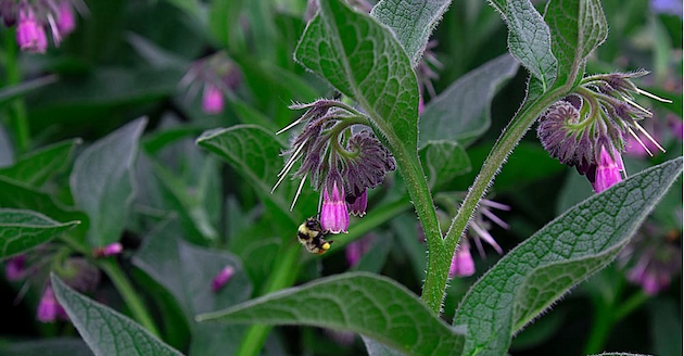 Comfrey