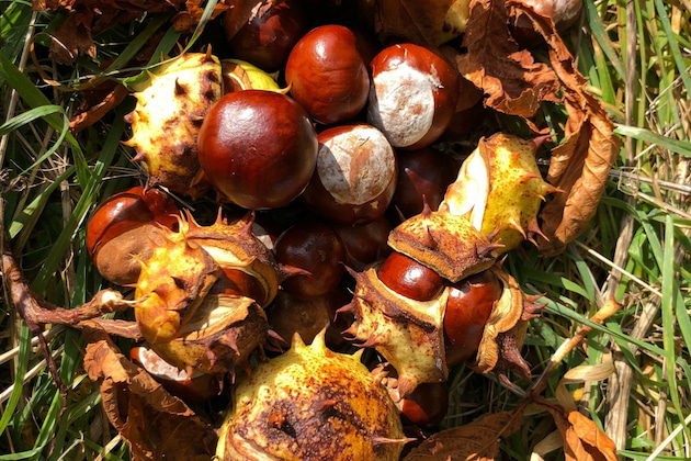 Conkers