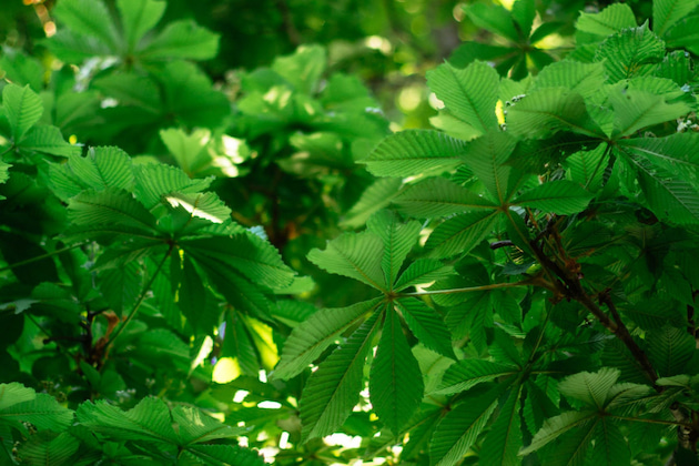 Horse Chestnut Tree