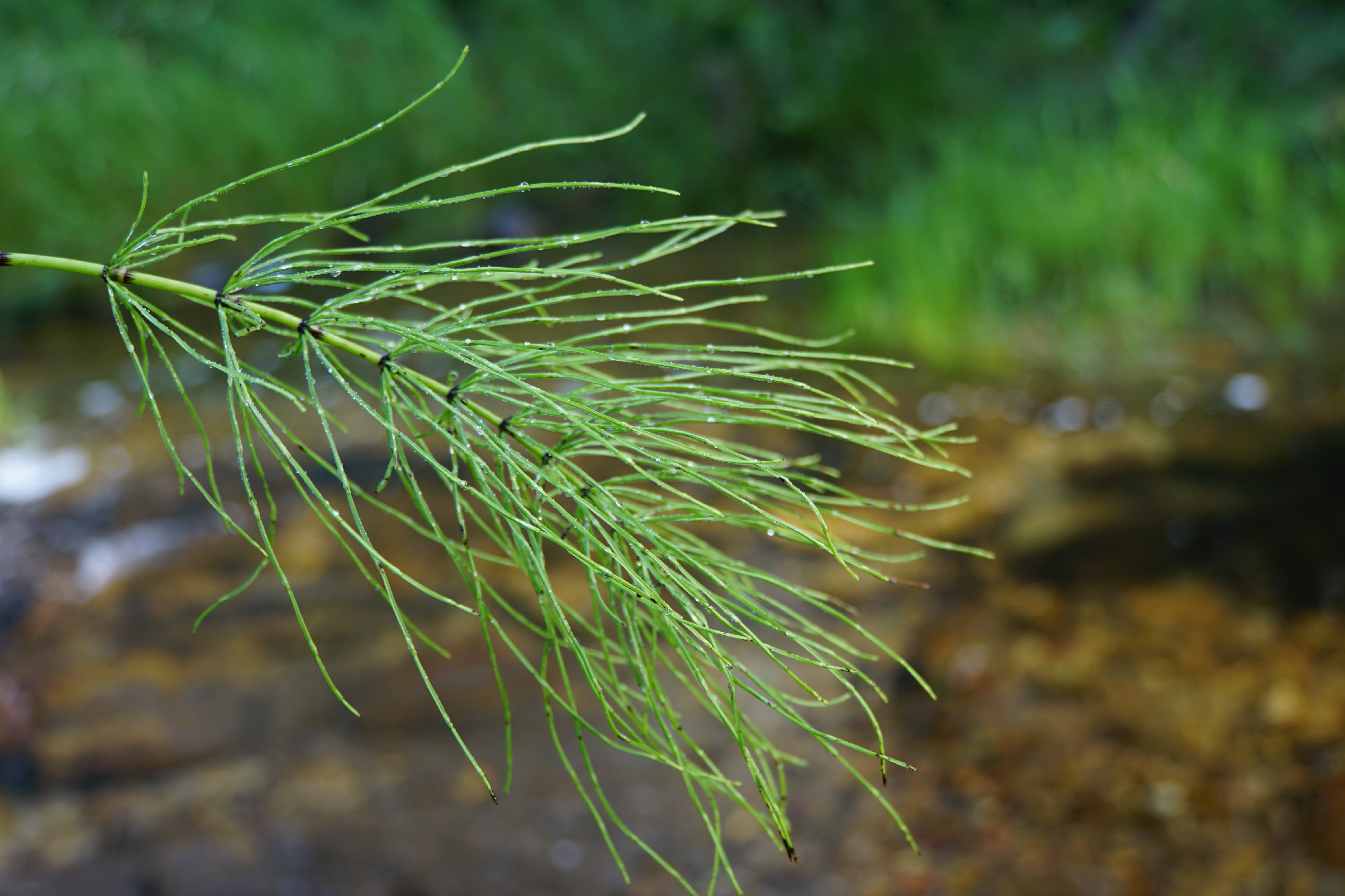 meet-the-ingredients-horsetail-extract-kettle-care-botanicals