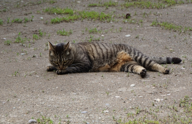 Echo the Barn Cat