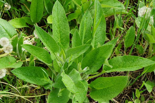 Organic Comfrey